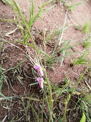 Cleome maculata
