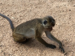 Macaca sinica