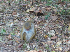 Macaca sinica