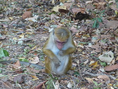 Macaca sinica