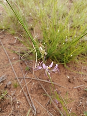 Cleome maculata