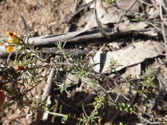 Pultenaea prostrata