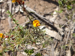Pultenaea prostrata