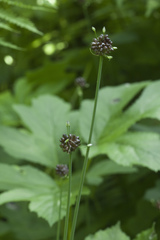 Allium macrostemon
