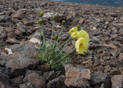 Papaver leucotrichum