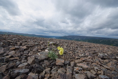 Papaver leucotrichum