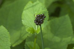 Allium macrostemon