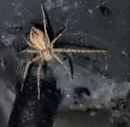 Philodromidae
