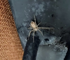 Philodromidae
