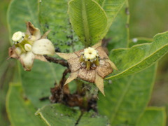 Pachycarpus asperifolius