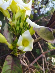 Odontadenia lutea