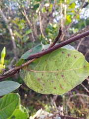 Odontadenia lutea
