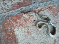 Philodryas psammophidea