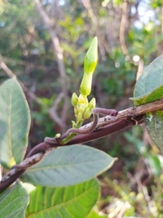 Odontadenia lutea
