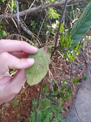 Odontadenia lutea