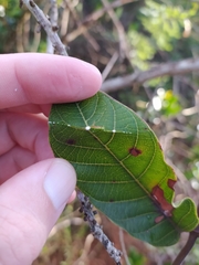 Odontadenia lutea