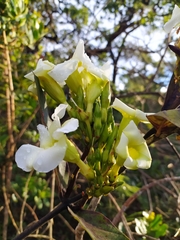 Odontadenia lutea