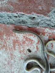 Philodryas psammophidea