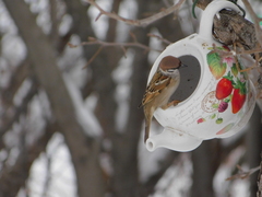 Passer montanus