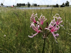 Nerine angustifolia