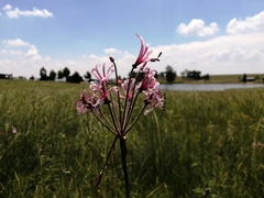 Nerine angustifolia