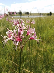 Nerine angustifolia