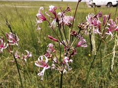 Nerine angustifolia