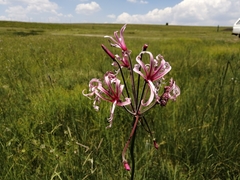 Nerine angustifolia