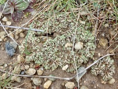 Riccia beyrichiana