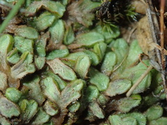Riccia beyrichiana
