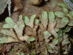 Riccia beyrichiana