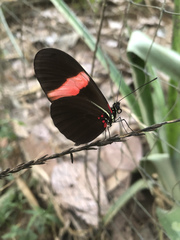Heliconius erato hydara