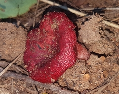 Russula congoana