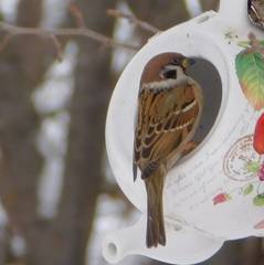Passer montanus
