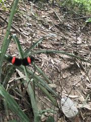 Heliconius erato hydara