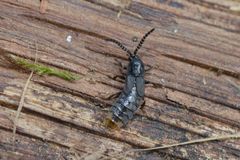 Phosphaenus hemipterus