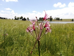 Nerine angustifolia
