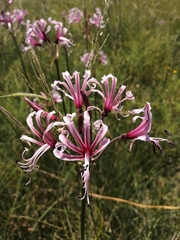 Nerine angustifolia