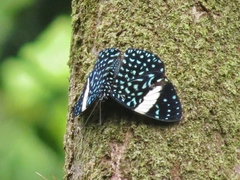 Hamadryas laodamia saurites