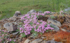 Thymus extremus