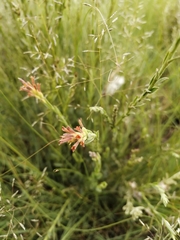Gnidia gymnostachya