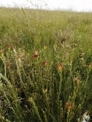 Gnidia gymnostachya