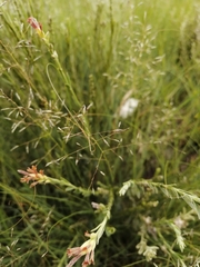 Gnidia gymnostachya