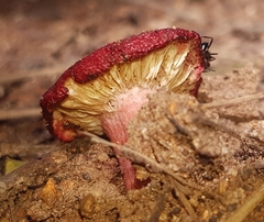 Russula congoana