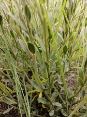 Gnidia gymnostachya