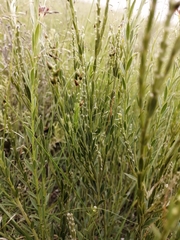 Gnidia gymnostachya