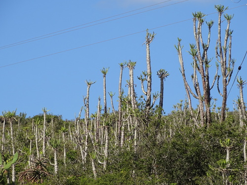 Image of Euphorbia grandidens by (c) Shaun Swanepoel, some rights reserved (CC BY)