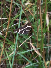 Chrysolarentia oxygona