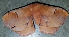 Goodia kuntzei