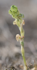 Pterostylis cycnocephala